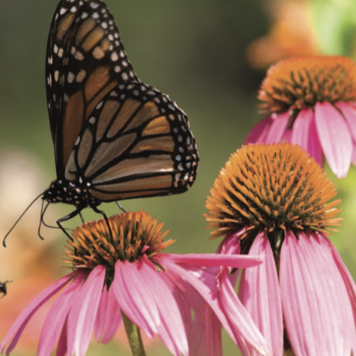 What's In Your Garden | Carolina Tails Magazine