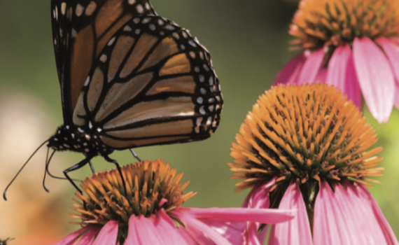 What's In Your Garden | Carolina Tails Magazine