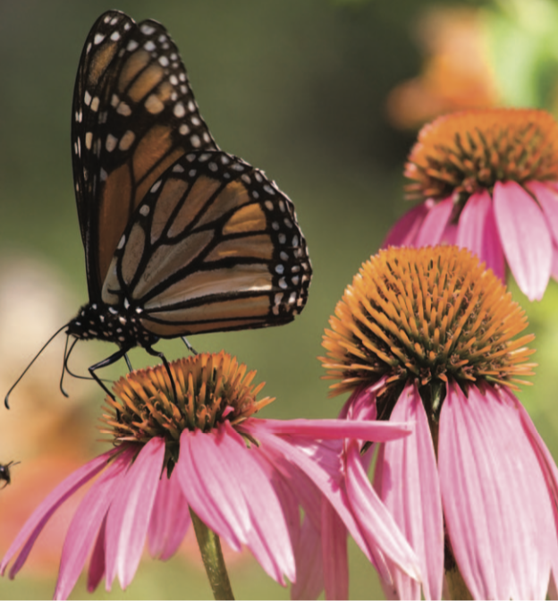 What's In Your Garden | Carolina Tails Magazine