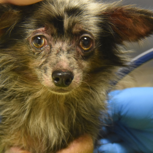 Puppy Mill | Carolina Tails Magazine