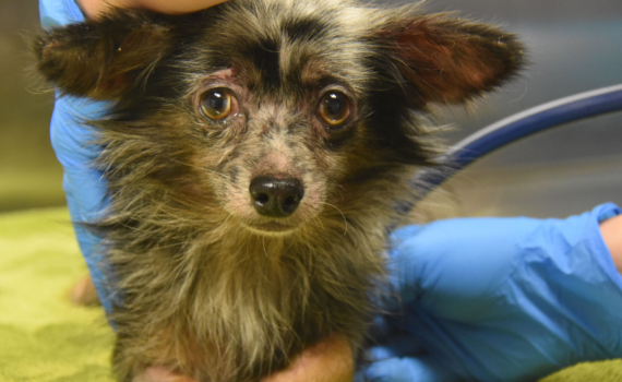 Puppy Mill | Carolina Tails Magazine