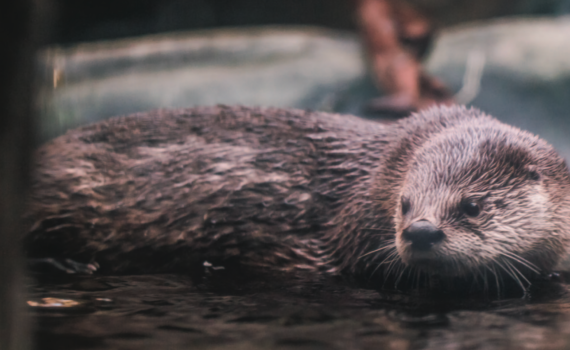 Showsopper Otters | Carolina Tails Magazine