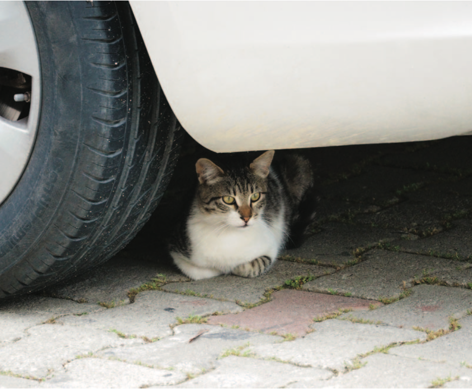 Own Cats? Watch Those EVs! - Carolina Tails Magazine