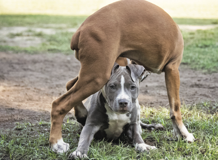 New SC law would target pit bull overpopulation with registration